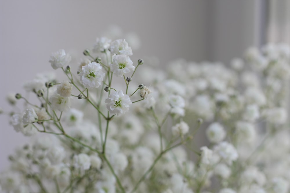 white flowers in tilt shift lens