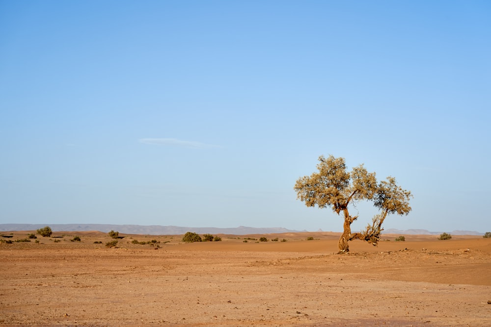 green tree on brown field during daytime