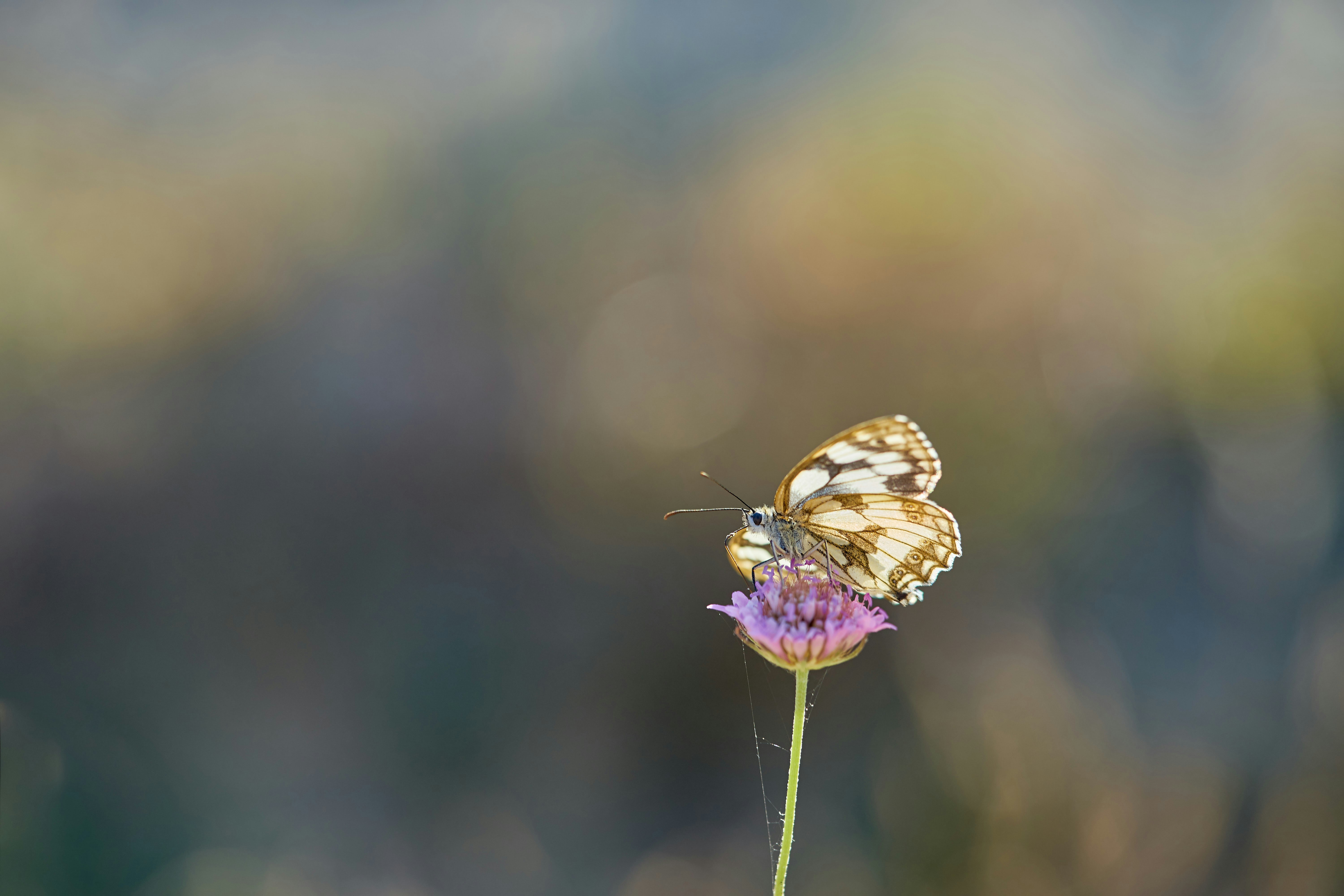 Photo by wolfgang_hasselmann