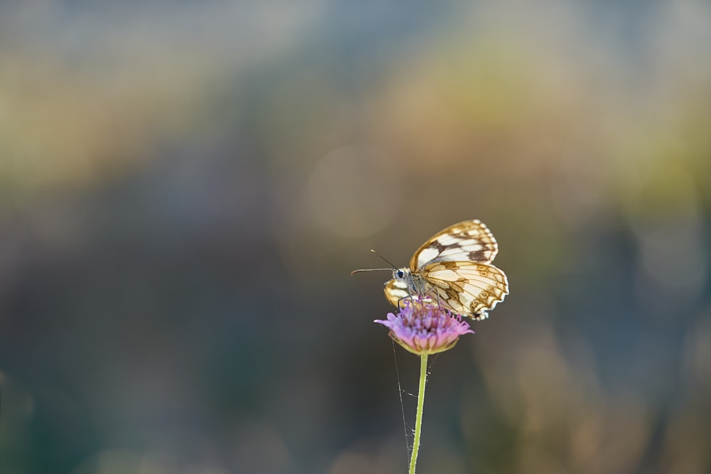 brown and white butterfly perched on purple flower in close up photography during daytime