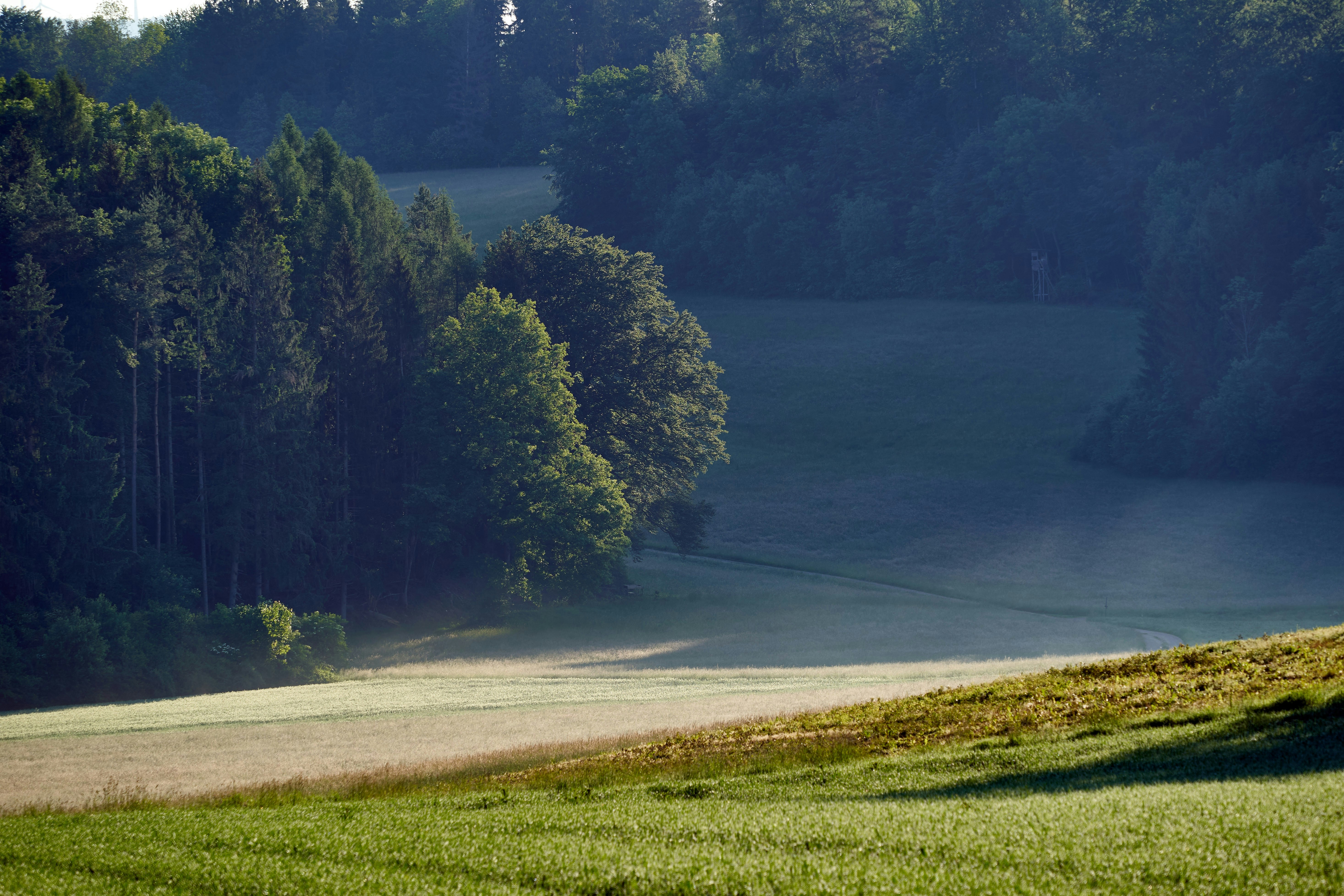 Photo by wolfgang_hasselmann