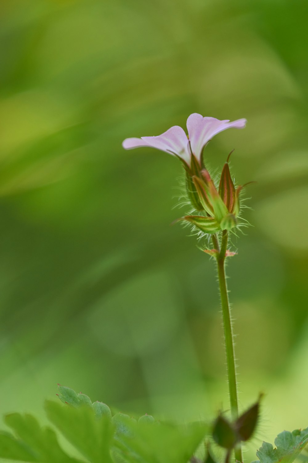 purple flower in tilt shift lens