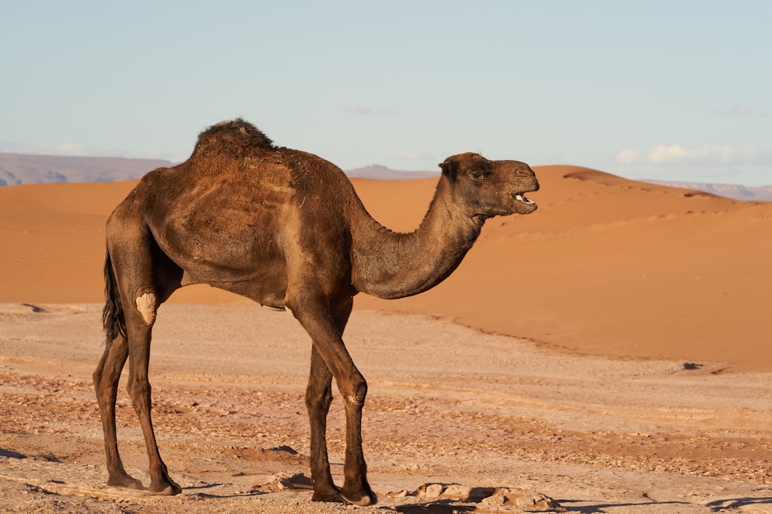 brown camel on brown sand during daytime