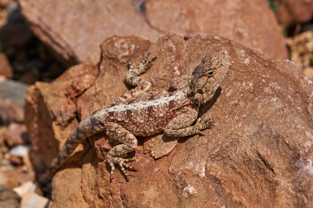 brown and black lizard on brown rock