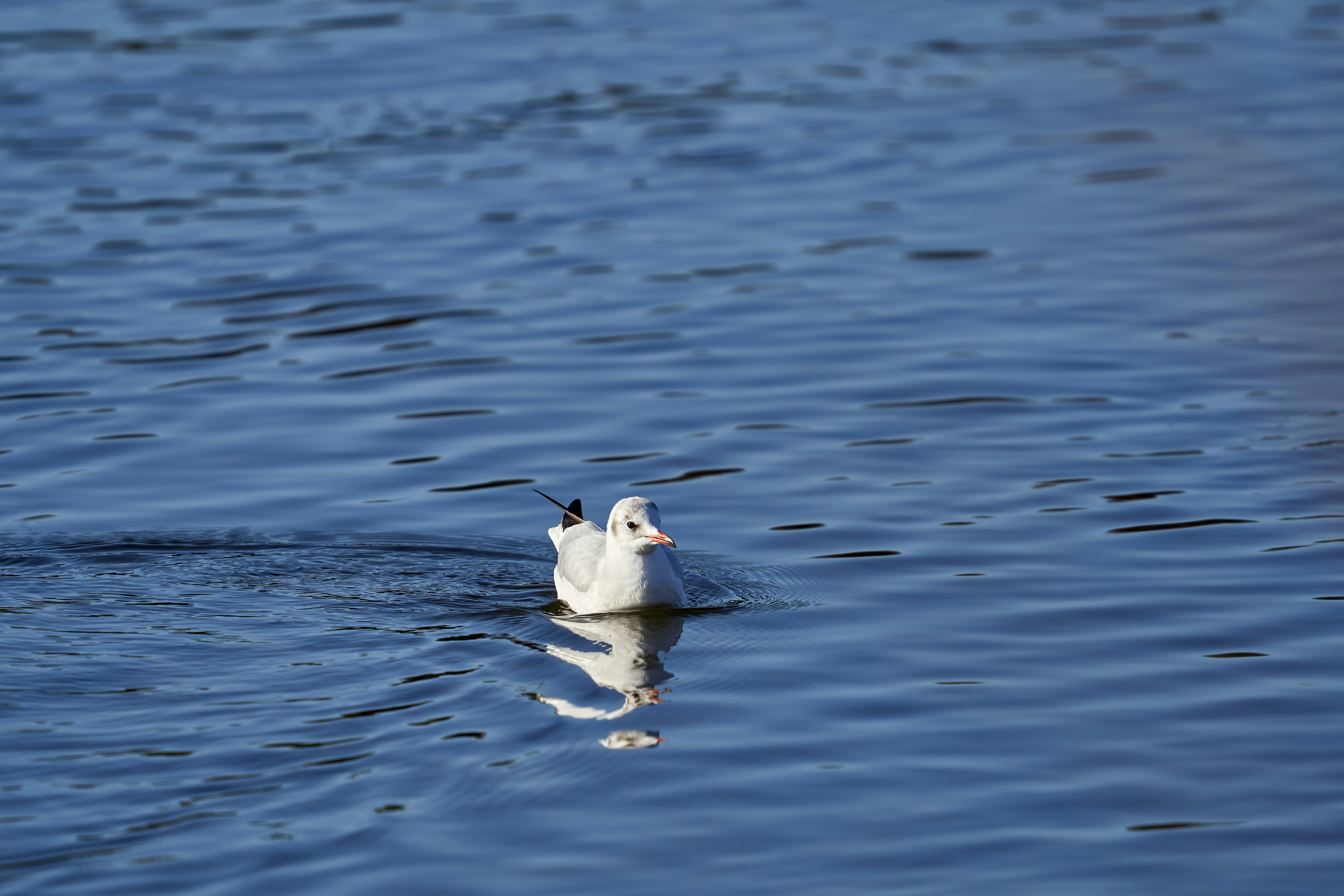 Photo by wolfgang_hasselmann