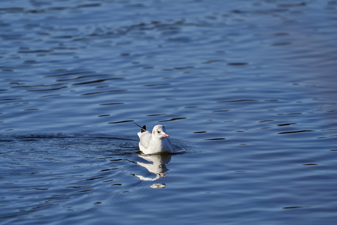 white bird on water during daytime