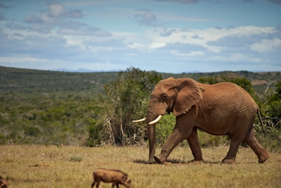 brown elephant on green grass field during daytime