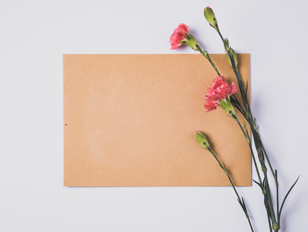 pink and green flower on brown paper