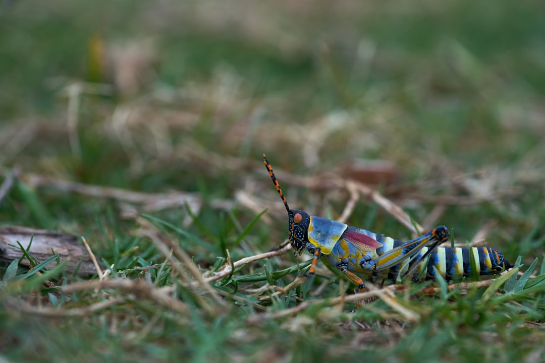 blue and yellow grasshopper on brown grass during daytime