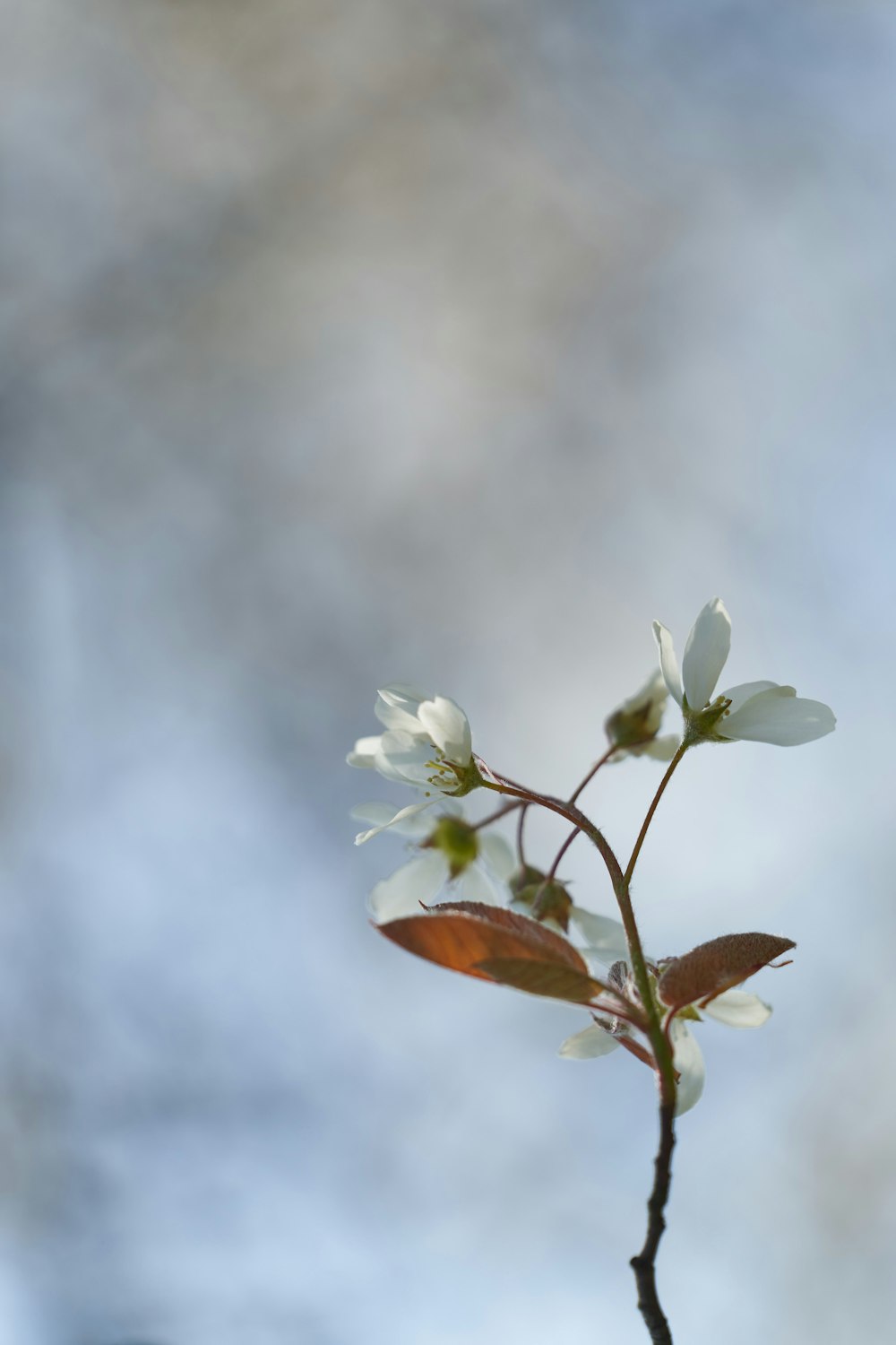 white flowers under gray cloudy sky