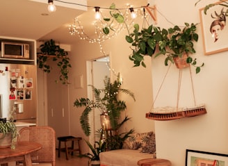 Indoor plants let's make room for nature