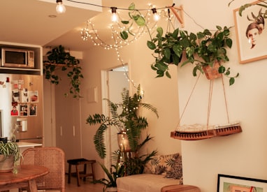 Indoor plants let's make room for nature