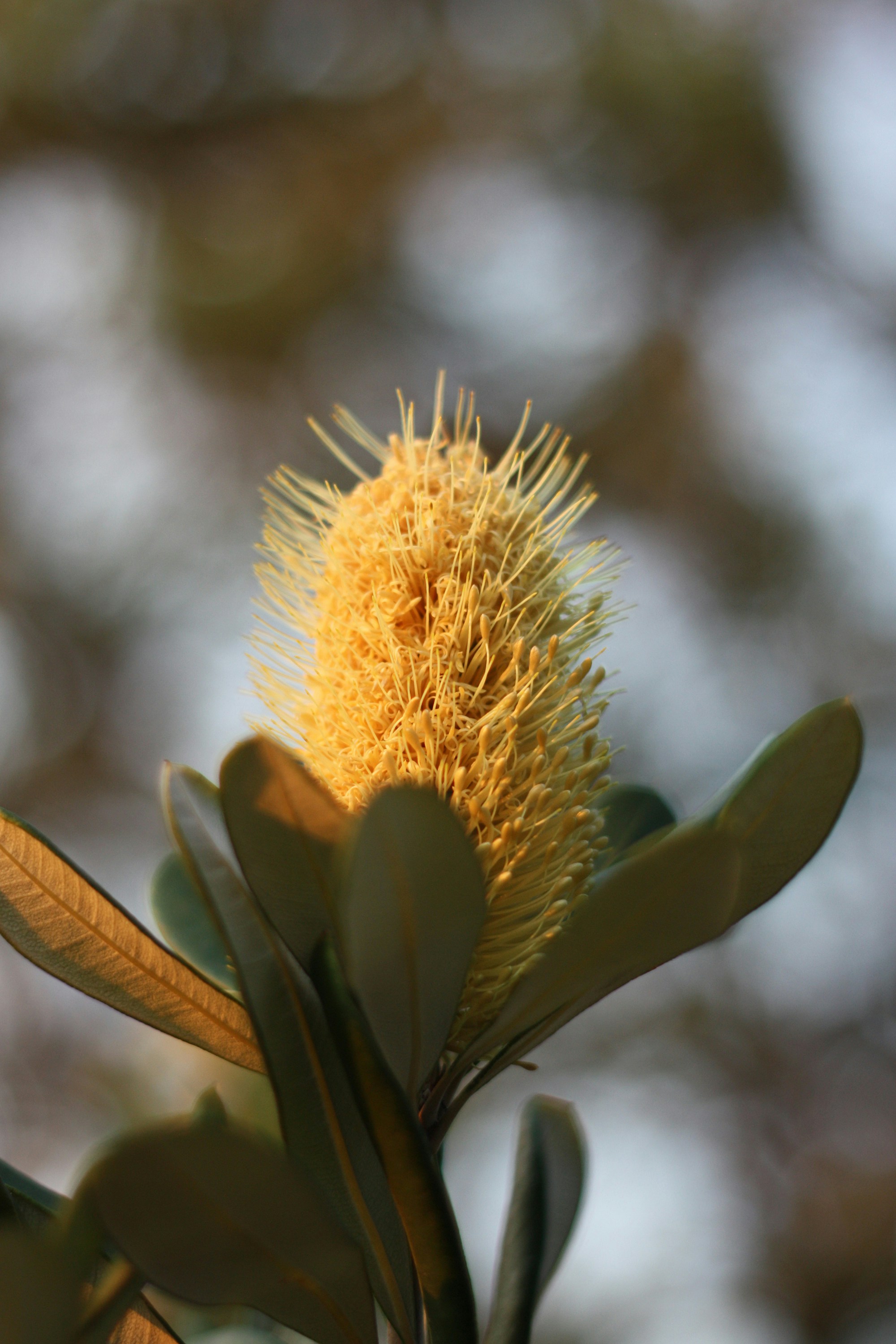 green and brown plant in close up photography