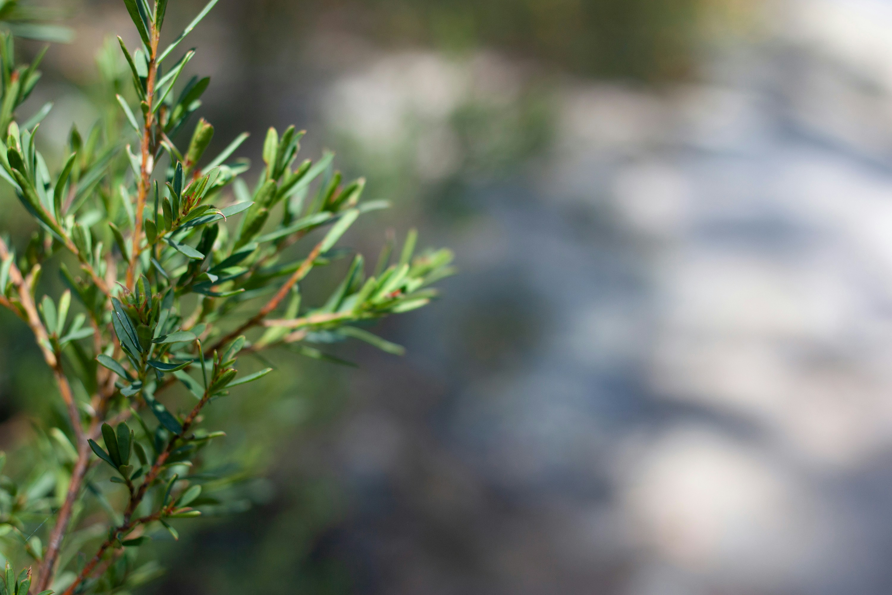 green plant in tilt shift lens