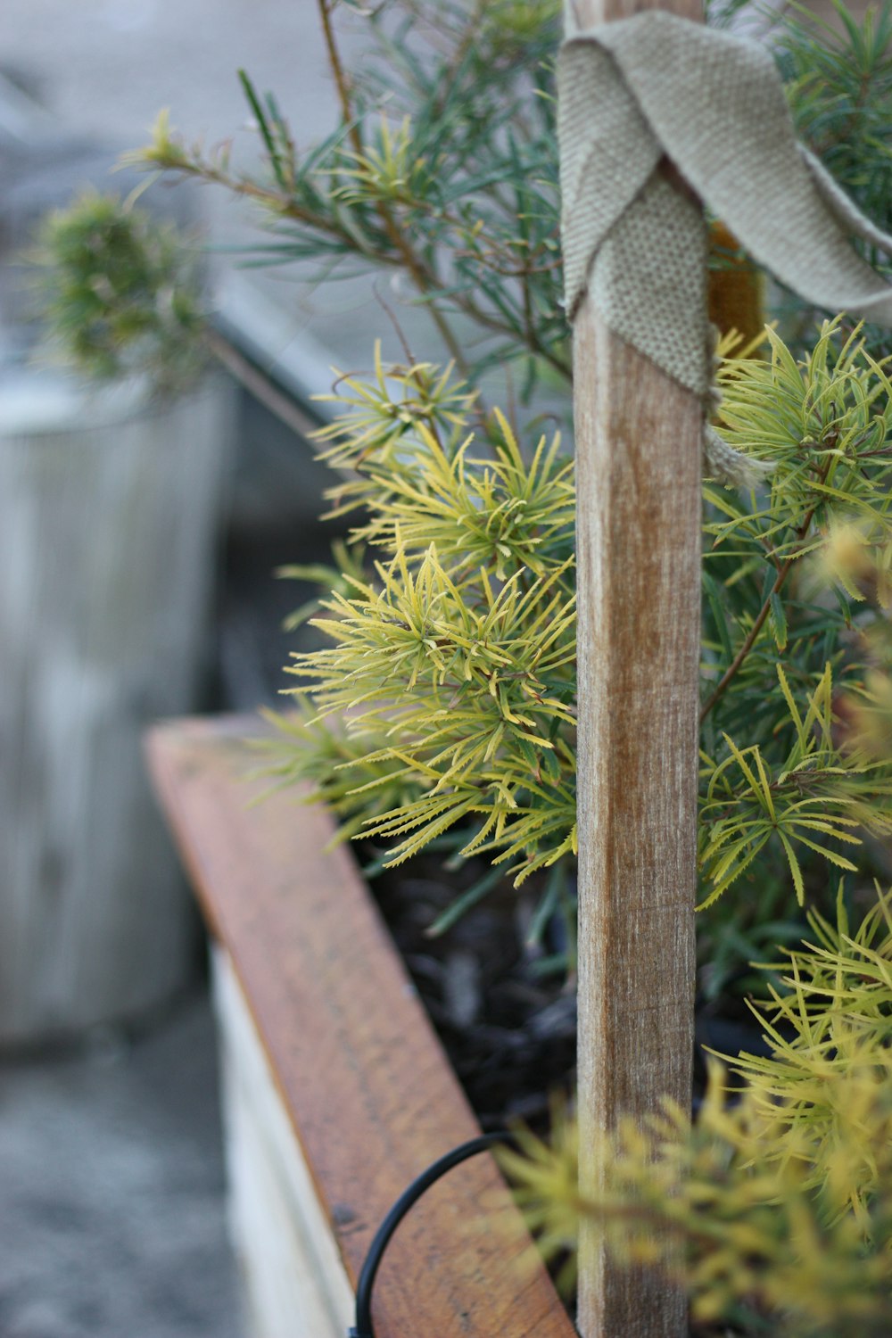 green plant on brown wooden pot