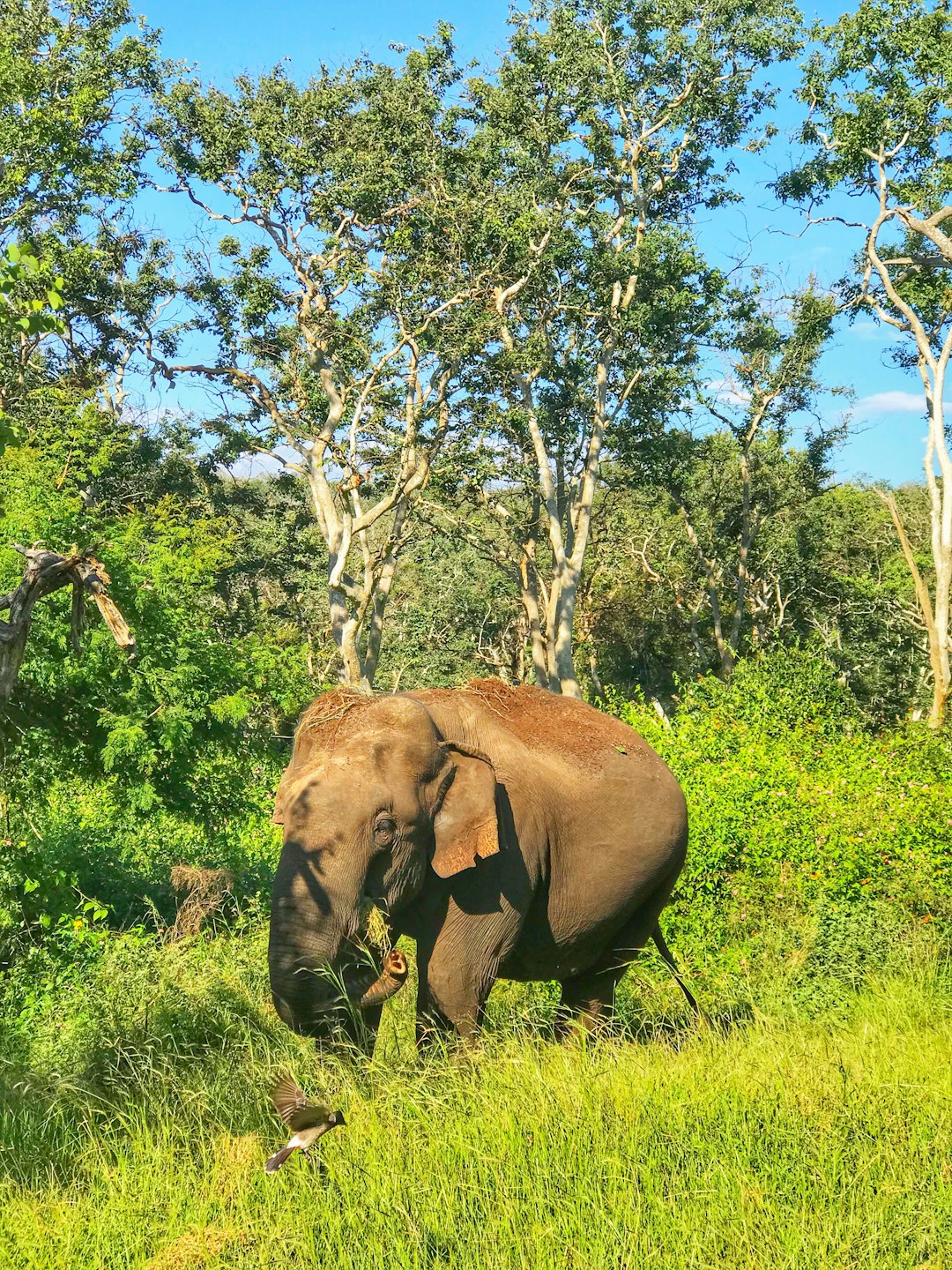 Wildlife photo spot Udhagamandalam Mudumalai National Park