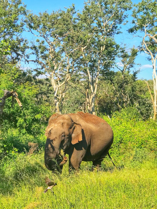 brown elephant on green grass field during daytime in Udhagamandalam India