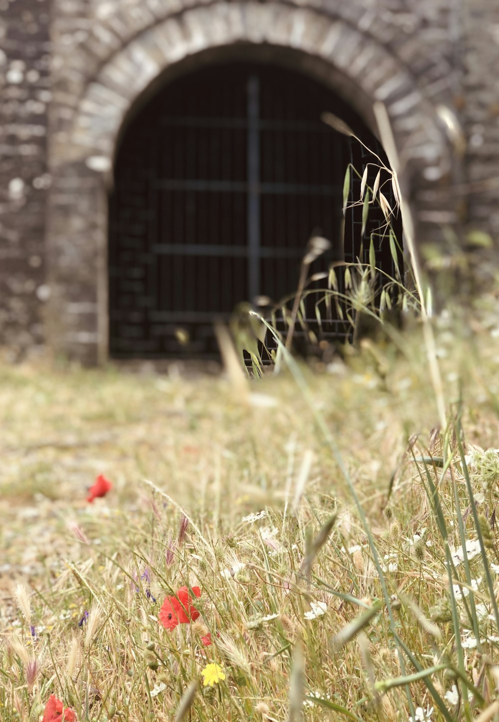 red flowers on green grass field