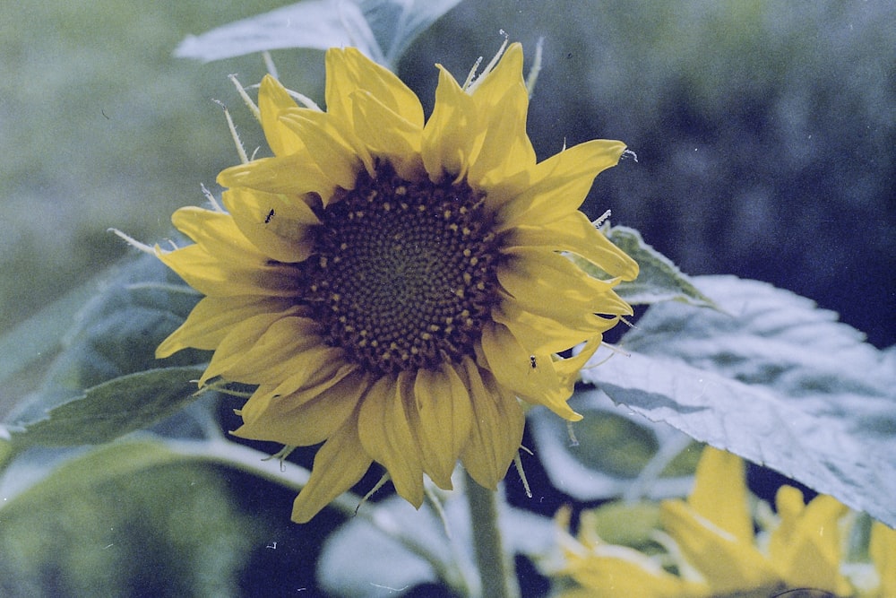 yellow sunflower in close up photography