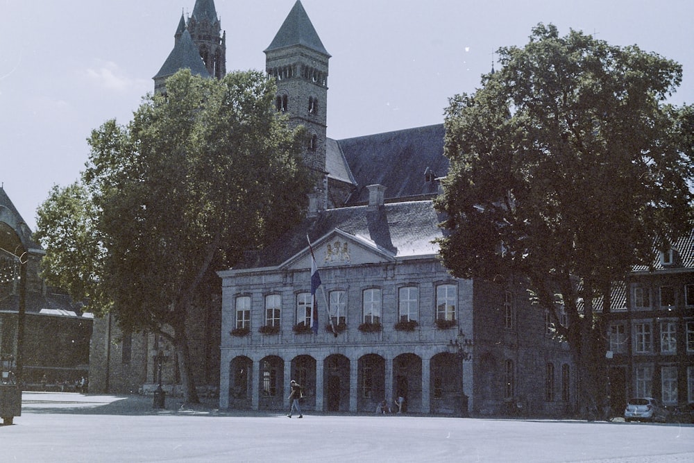 green tree in front of gray concrete building