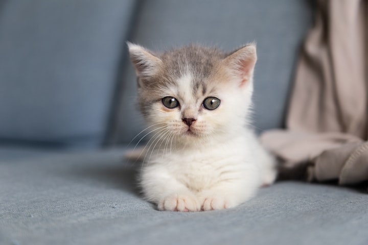 From A Kitten To An Adult Cat... 6 Changes You Can See As Your Cat Grows Up A Barometer For When Your Cat Becomes An Adult