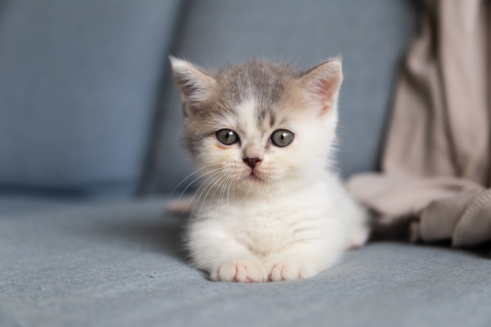 white and grey kitten on grey textile