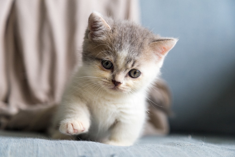 white and gray kitten on white textile