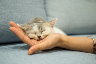 person holding white and gray cat