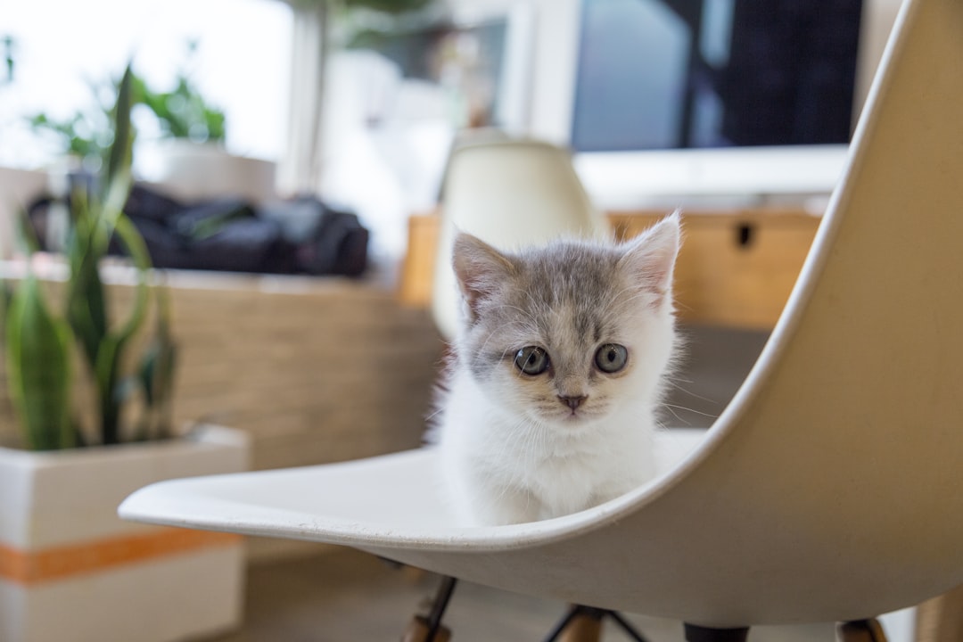 white and gray cat on white chair