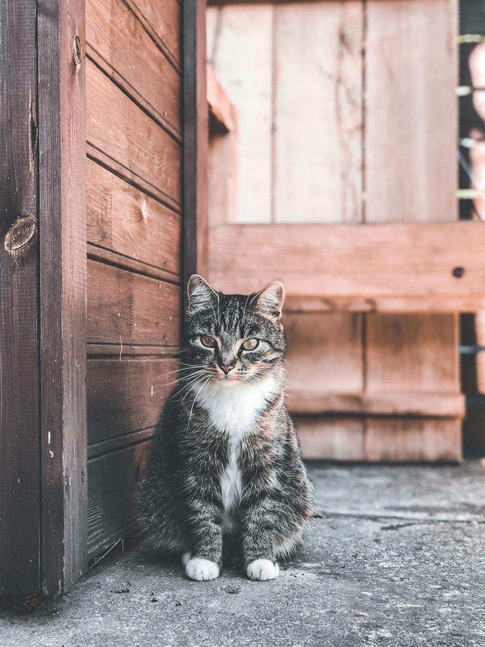 black and white cat sitting on the floor