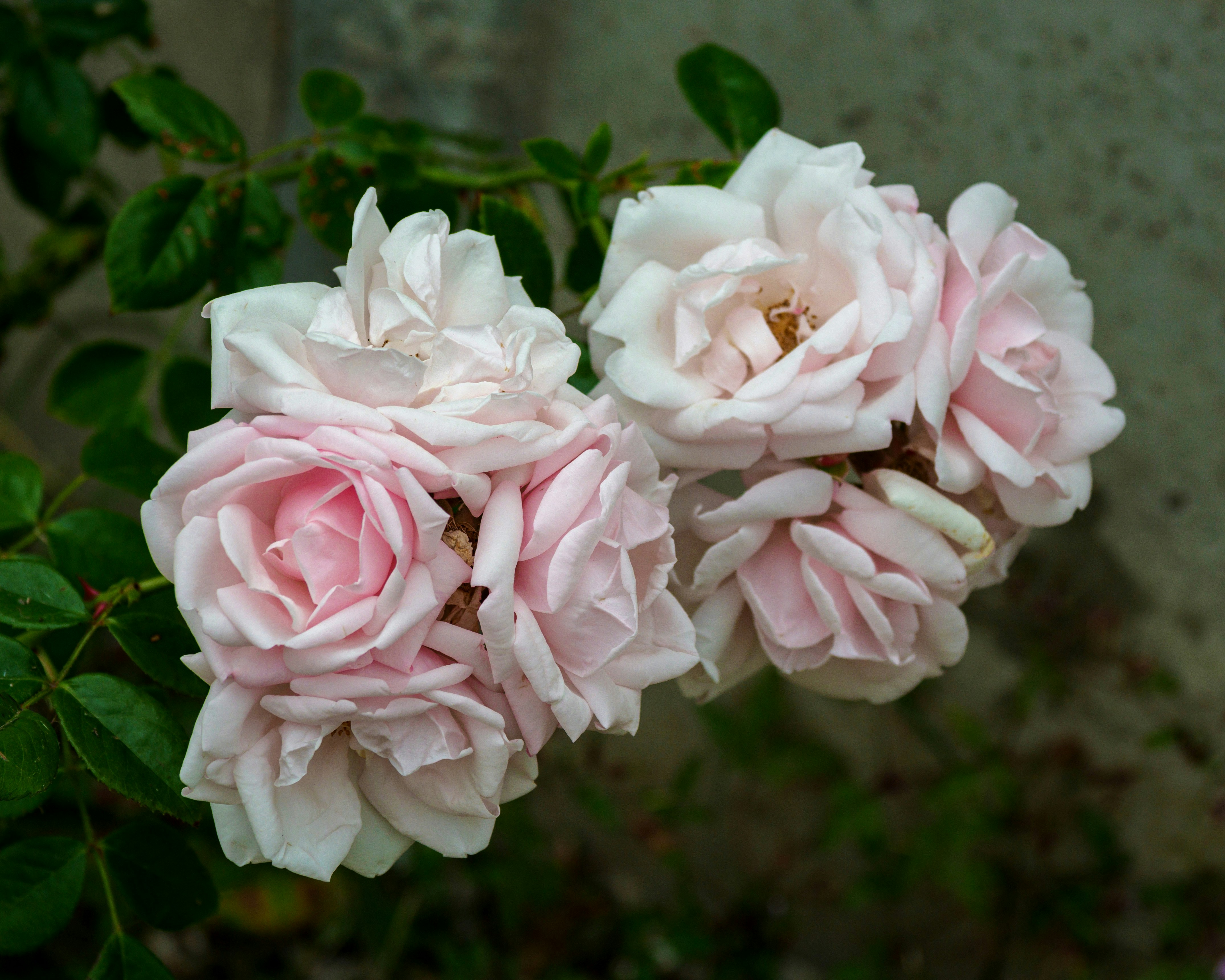 Photo by brett_jordan