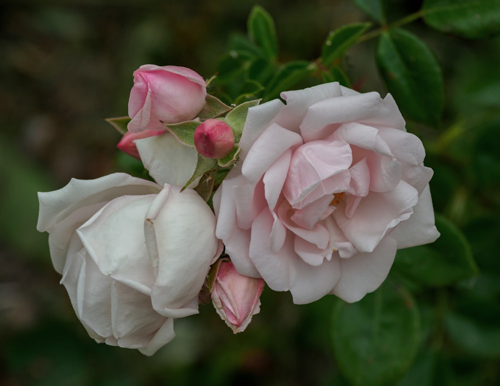 white and pink rose in bloom during daytime