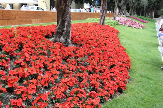 A lush garden bed filled with vibrant red flowers is bordered by a healthy green lawn. Trees are scattered amongst the flowers, providing a mix of shade and sunlight. In the background, a few people can be seen walking along a path, and parked cars are visible near a low brown wall.
