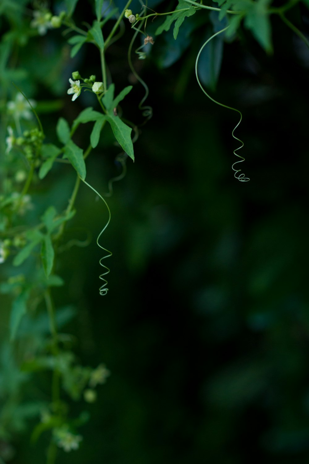 green plant with white flowers