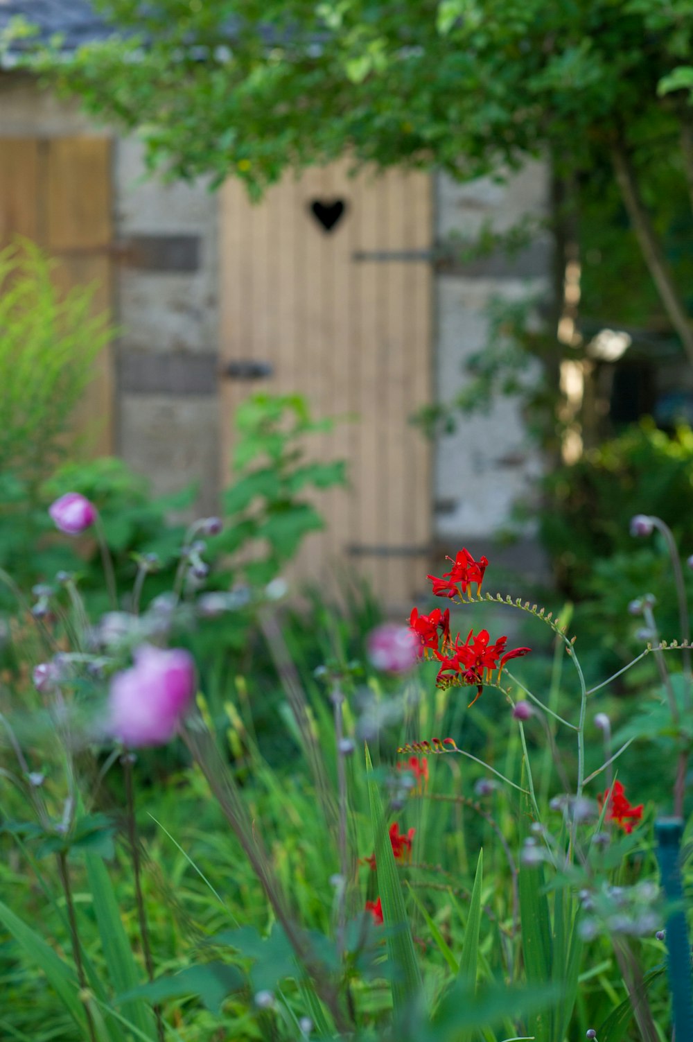 pink flowers in front of brown wooden house