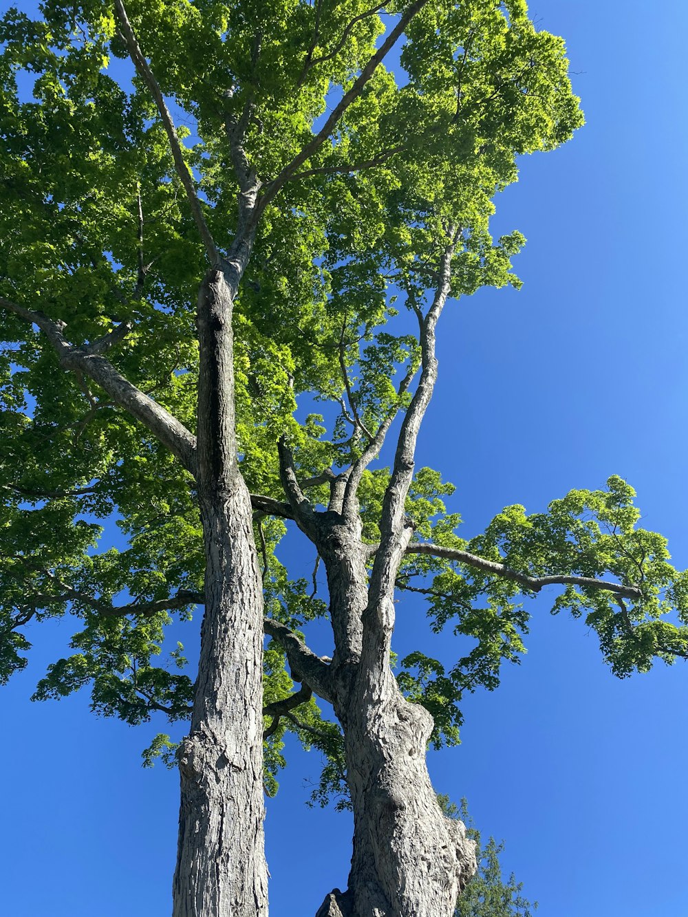 green tree under blue sky during daytime