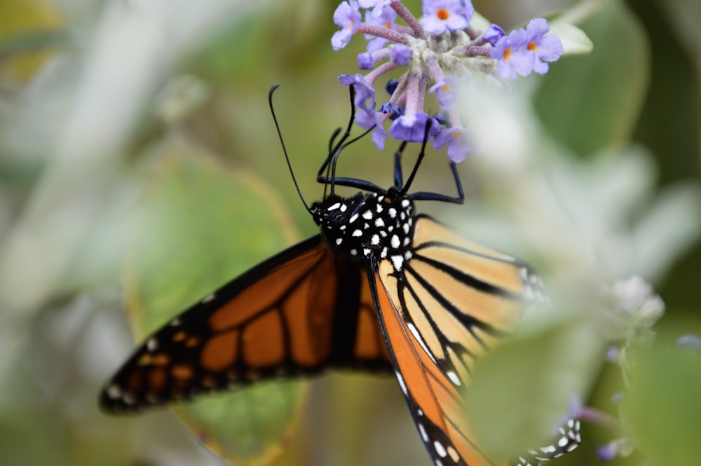 monarch butterfly perched on purple flower in close up photography during daytime