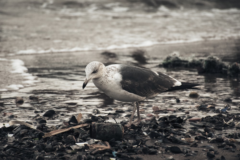 pássaro branco e marrom na areia marrom durante o dia