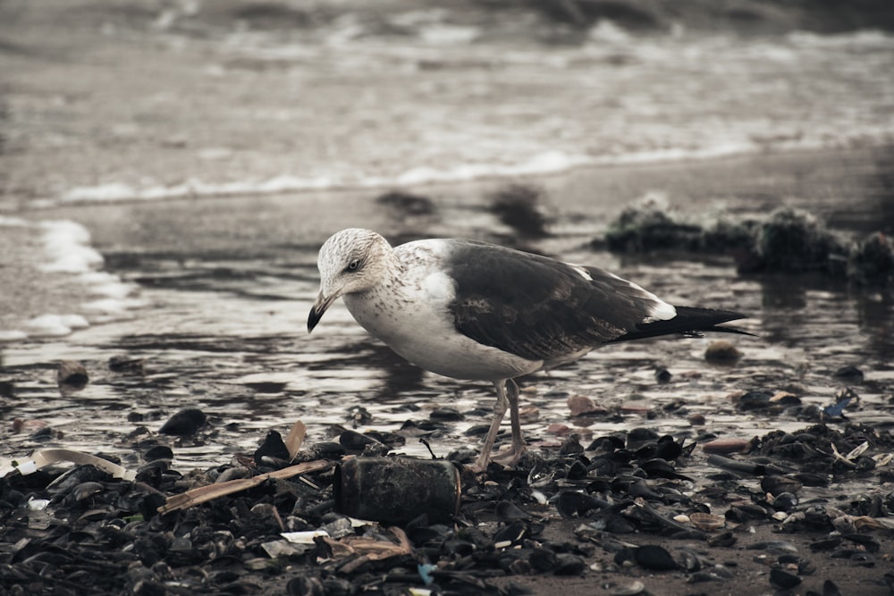 white and brown bird on brown sand during daytime