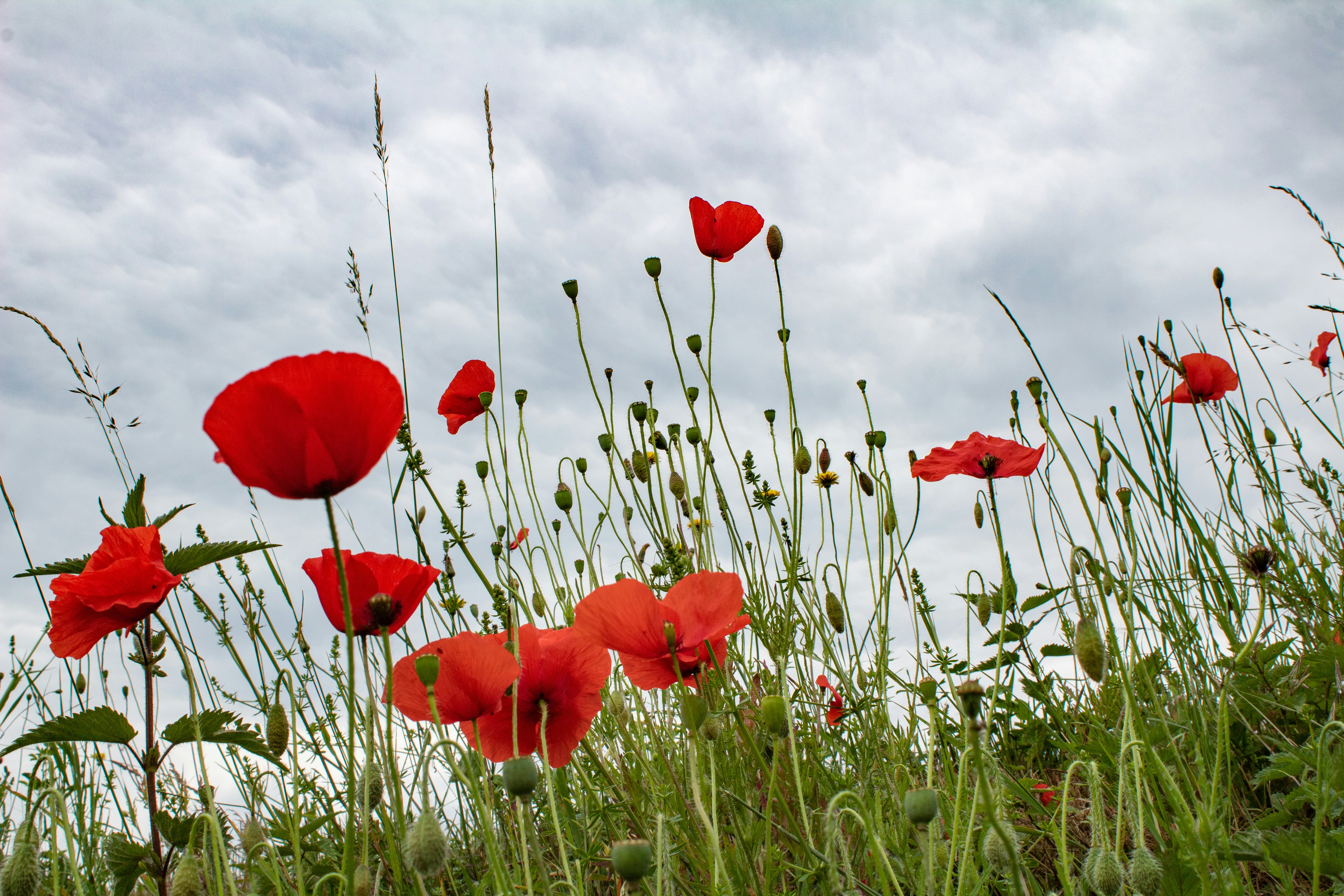 red flowers under cloudy sky during daytime