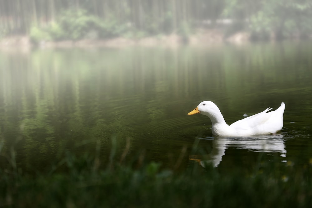 white swan on lake during daytime