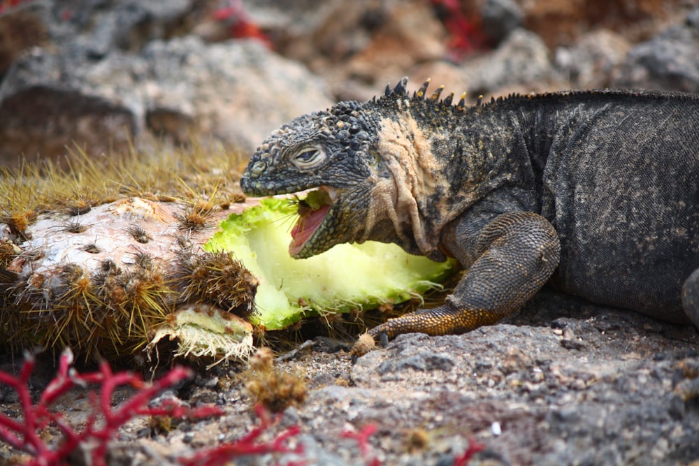 green and black iguana on brown rock