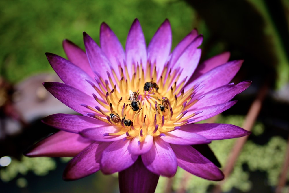 pink and yellow flower in macro photography