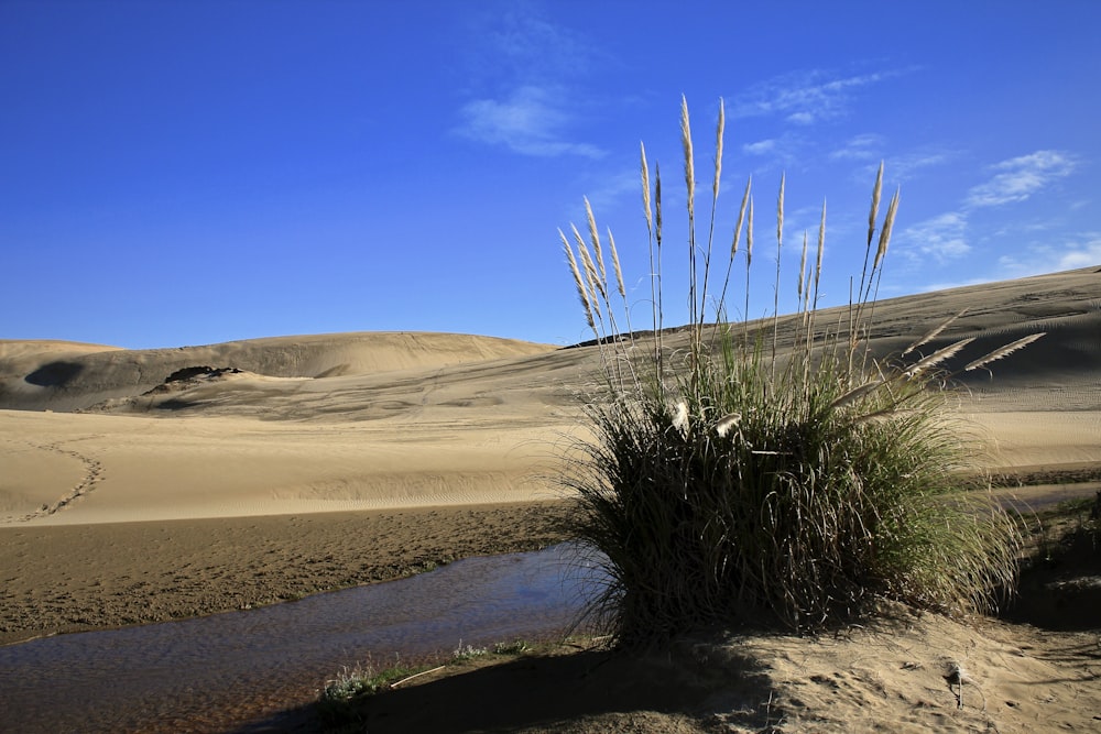 Hierba verde sobre arena marrón cerca del cuerpo de agua durante el día