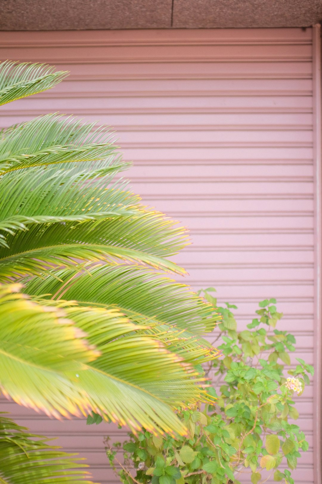 green palm plant near white window blinds