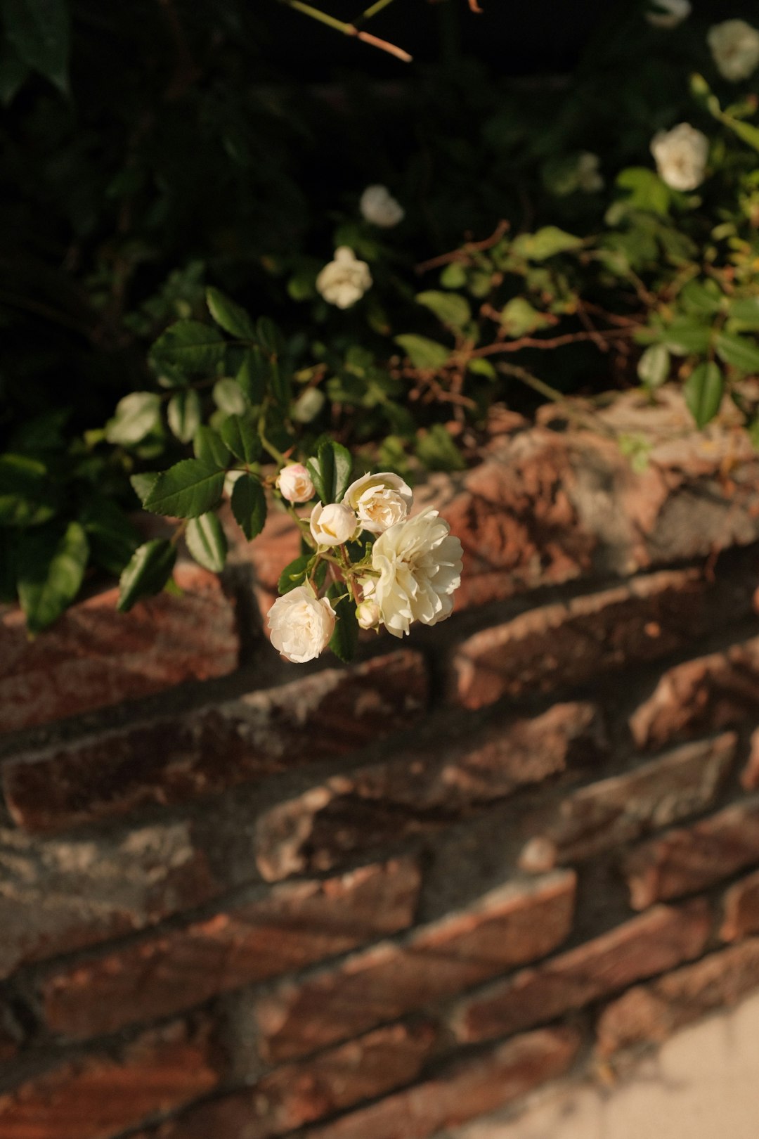 white flower on brown brick wall