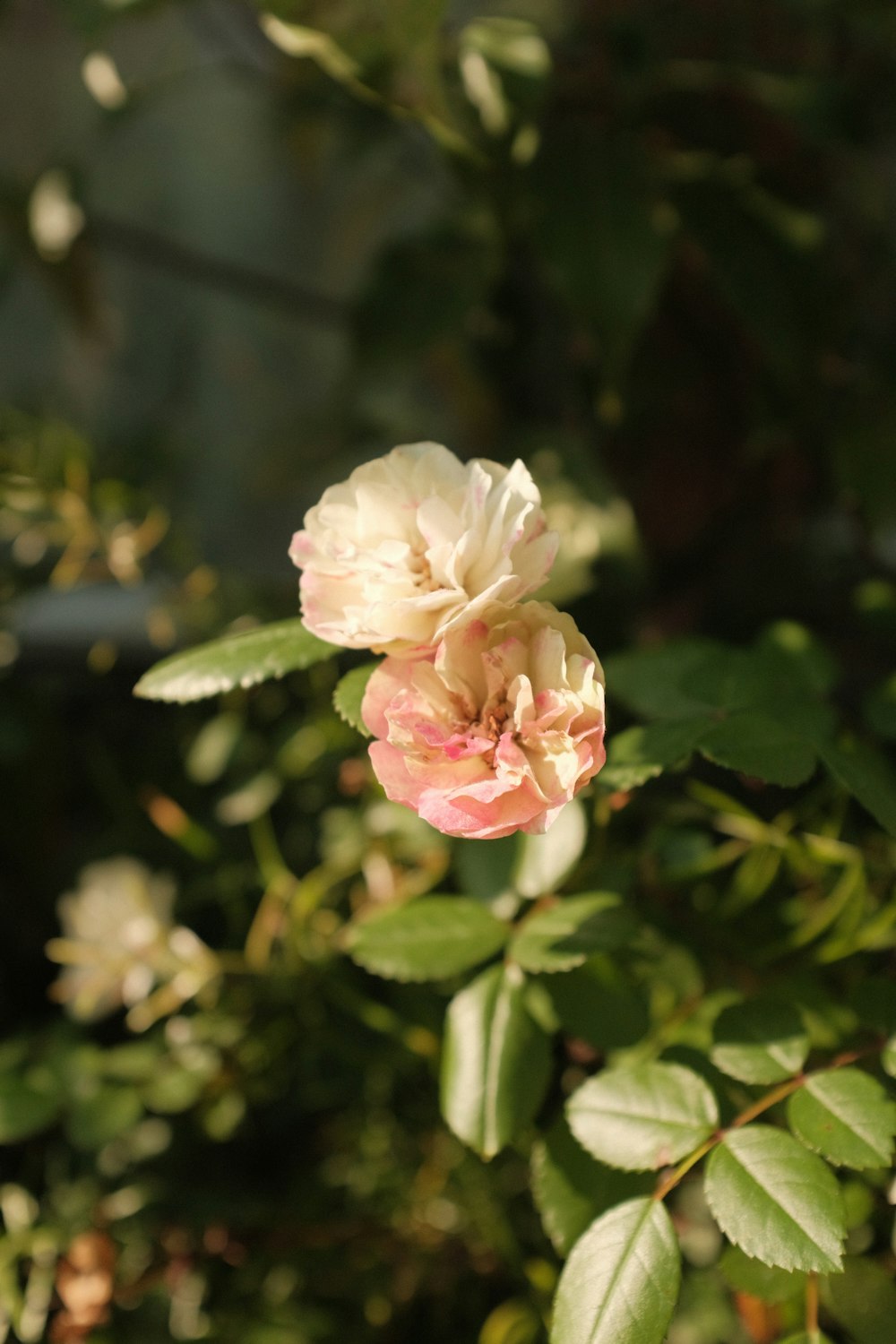 틸트 시프트 렌즈의 흰색과 분홍색 꽃