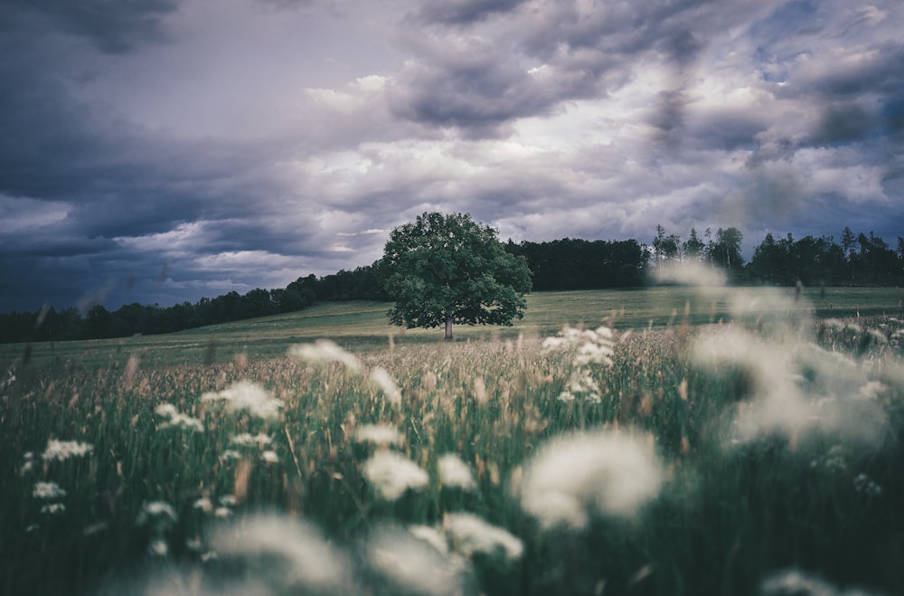 green tree on green grass field near lake under cloudy sky during daytime