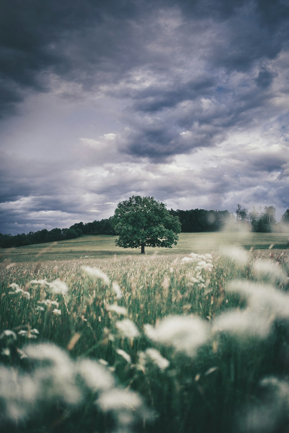 green grass field near green trees under cloudy sky during daytime