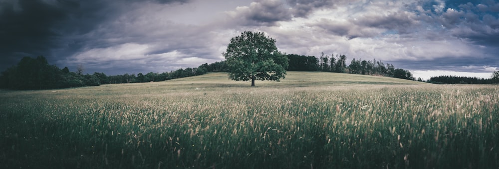 green tree on green grass field under cloudy sky during daytime